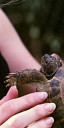 Tortoise