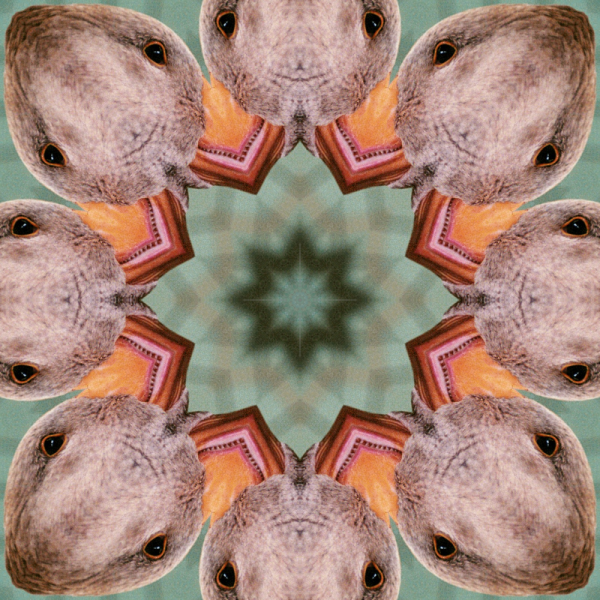 16-fold Goose