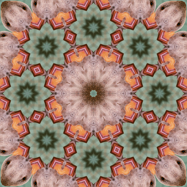 16-fold twice Goose