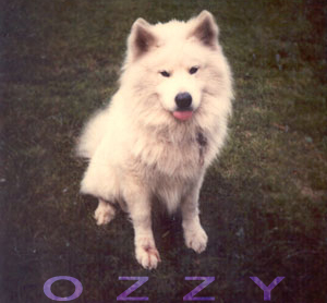 Nat's dog Ozzy