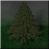 pine.jpg