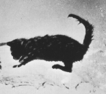 Picture of a cat jumping