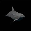 gooddolphin.jpg