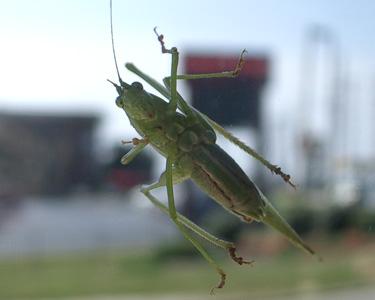 grasshopper.jpg