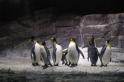 penguins