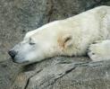 polarbear1