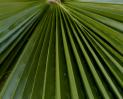 palm